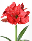 21" Faux Standing Red Amaryllis w/ Bulb