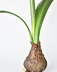 21" Faux Standing Red Amaryllis w/ Bulb