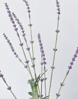 33" Faux Lavender Stem