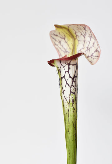 28" Faux Green/Burgundy Pitcher Plant Stem