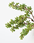 12" Faux Green Sedum Berry Stem