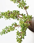 12" Faux Green Sedum Berry Stem