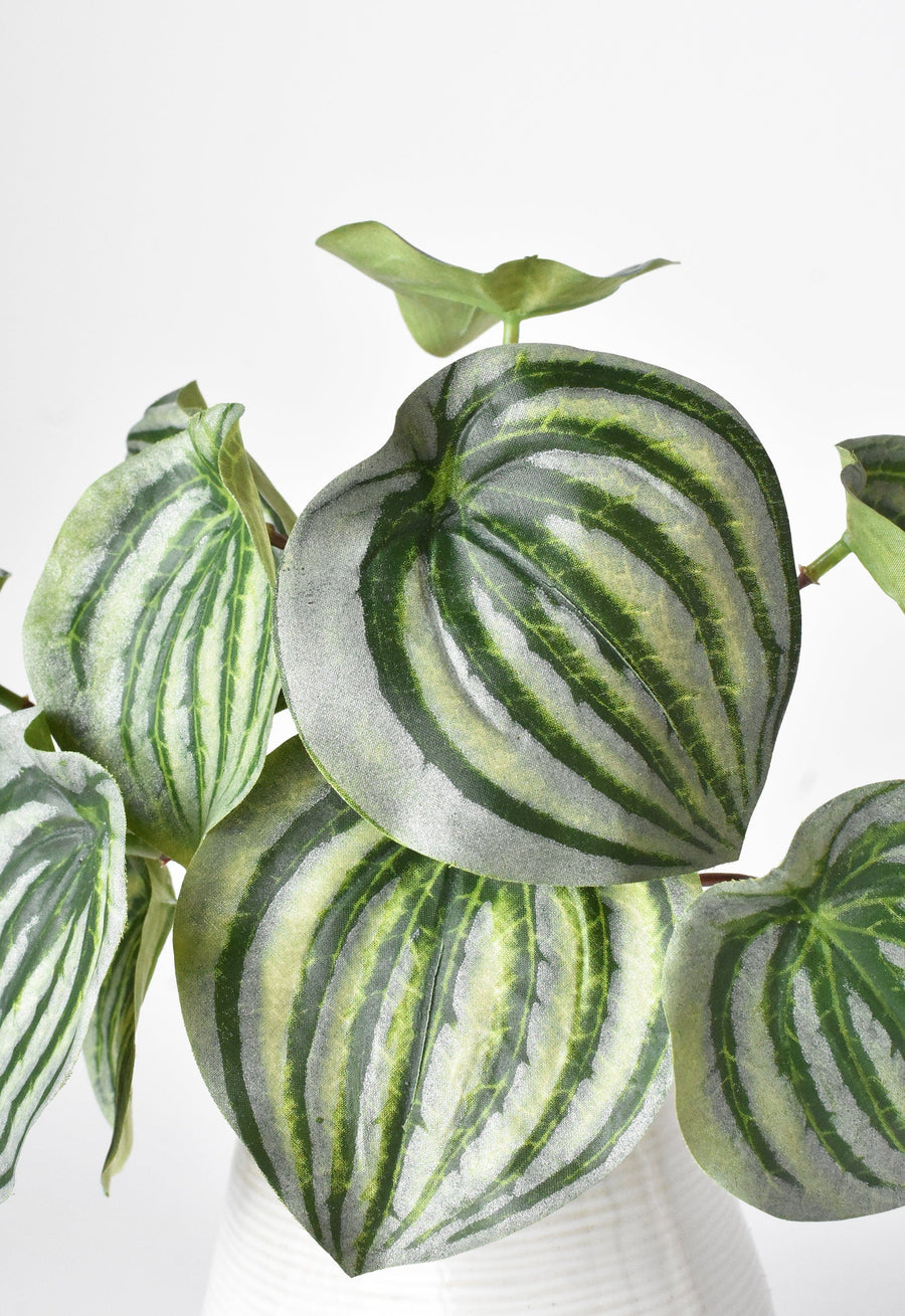 9" Faux Green Variegated Pepperomia Leaf Bush