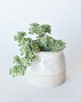5" Faux Green Sedum Succulent Pick