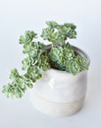 5" Faux Green Sedum Succulent Pick
