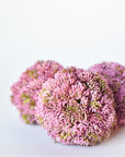 4" Faux Mauve Sedum Ball