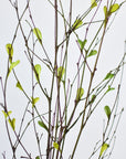 26" Branches with Faux Green Leaves