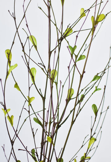 Floral Stems – Tagged branch – House by JSD