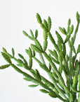 13" Faux Green Pencil Cactus Stem Succulent