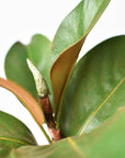 14" Faux Magnolia Leaf Stem
