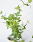 40" Faux Green Clematis Vine Stem