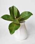 14" Faux Magnolia Leaf Stem