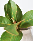 14" Faux Magnolia Leaf Stem