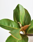 14" Faux Magnolia Leaf Stem