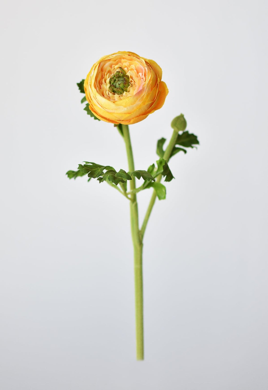 Soft Gold Ranunculus 13