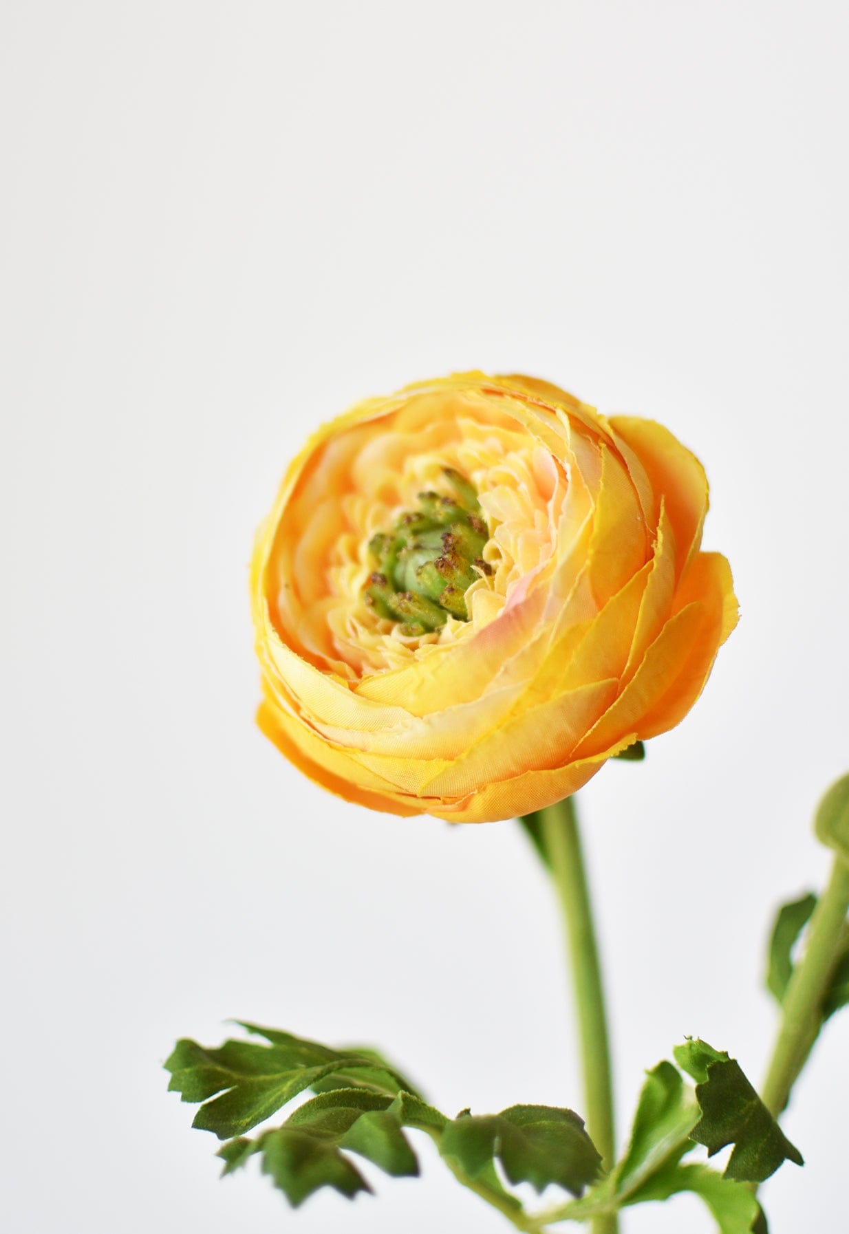 Soft Gold Ranunculus 13
