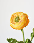 13" Faux Yellow Gold Ranunculus Stem
