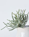 8" Faux Soft Touch Green/Gray Pencil Cactus Pick