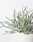 8" Faux Soft Touch Green/Gray Pencil Cactus Pick