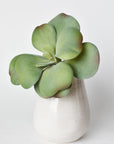6" Faux Green\Gray Kalanchoe Succulent Pick