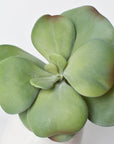 6" Faux Green\Gray Kalanchoe Succulent Pick