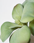 6" Faux Green\Gray Kalanchoe Succulent Pick