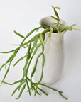23" Faux Hanging Pencil Cactus Succulent Bush