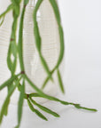 23" Faux Hanging Pencil Cactus Succulent Bush