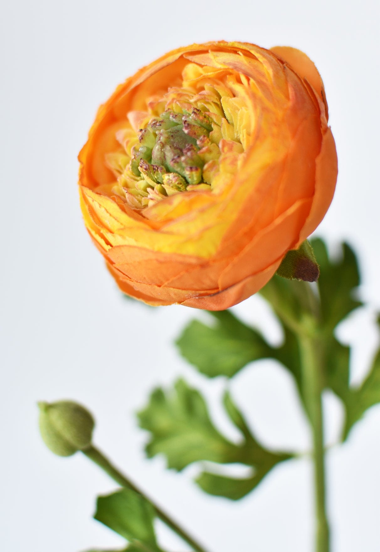 Orange Ranculus 13