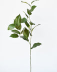 36" Faux Lemon Leaf Branch Stem