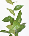 36" Faux Lemon Leaf Branch Stem