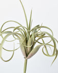 8" Faux Green/Gray Tillandsia Succulent Pick
