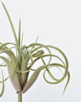 8" Faux Green/Gray Tillandsia Succulent Pick