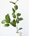 36" Faux Lemon Leaf Branch Stem