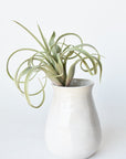 8" Faux Green/Gray Tillandsia Succulent Pick