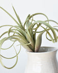 8" Faux Green/Gray Tillandsia Succulent Pick