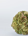 4" Faux Green Sedum Ball