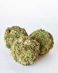 4" Faux Green Sedum Ball