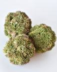 4" Faux Green Sedum Ball