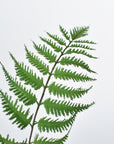 33" Faux Forest Fern Spray