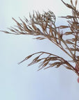 34" Faux Beige Wild Wheat Stem