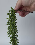 28" Faux String of Pearl Succulent Stem