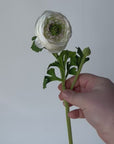 13" Faux White Ranunculus Stem