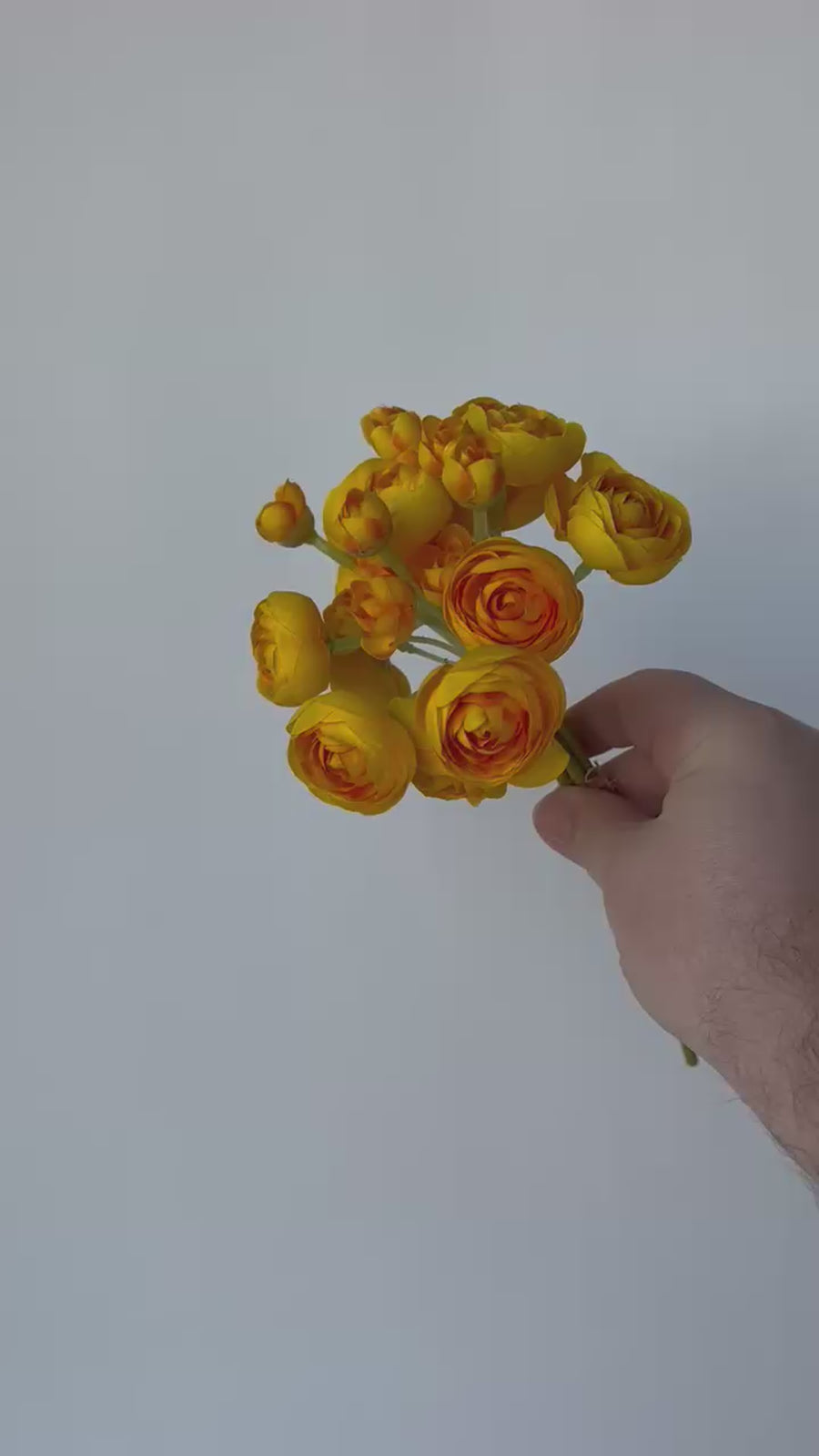 10" Faux Yellow Ranunculus Stem Bundle