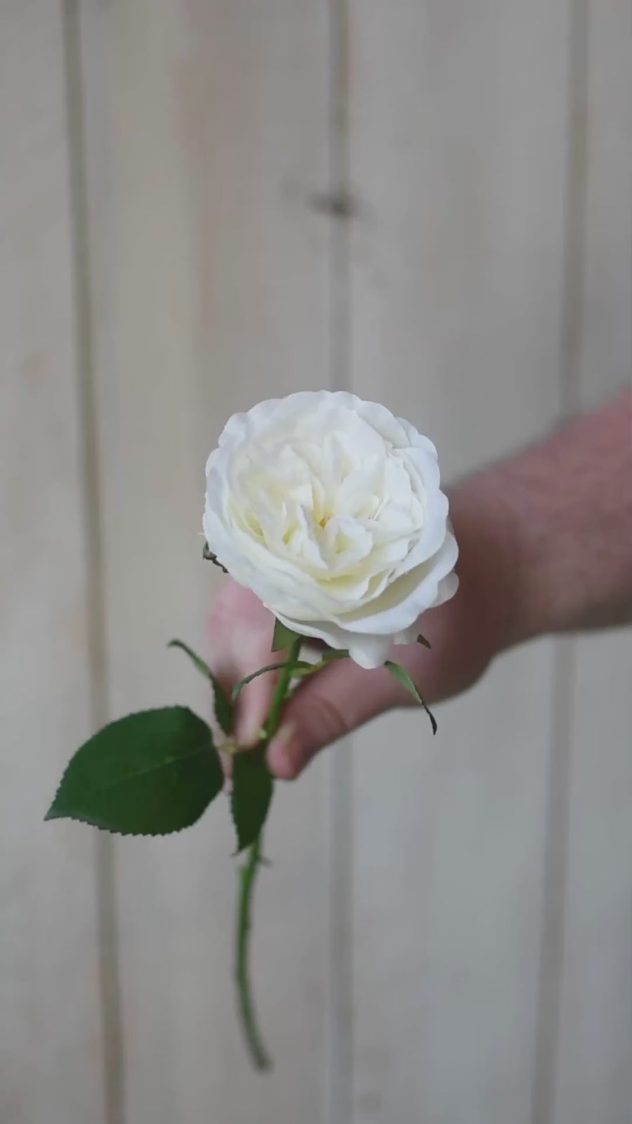 20.5" Faux Single Rose Stem White