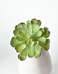 6" Faux Soft Aeonium Succulent Pick
