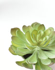 6" Faux Soft Aeonium Succulent Pick