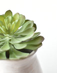 6" Faux Soft Aeonium Succulent Pick