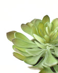 6" Faux Soft Aeonium Succulent Pick